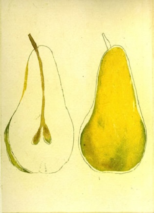 Pear in Half